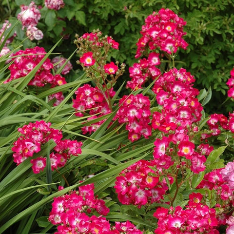 Marjorie Fair rose plant with multiple clusters of bright pink flowers