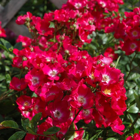 Marjorie Fair rose plant with clusters of bright pink blossoms and green leaves
