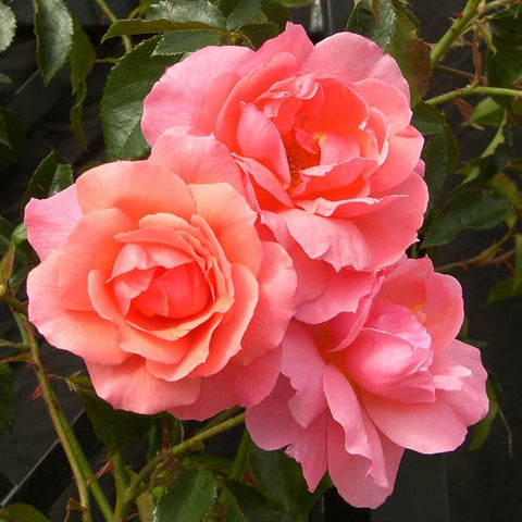 Pink and coral rose cluster with layered petals on green stems and leaves