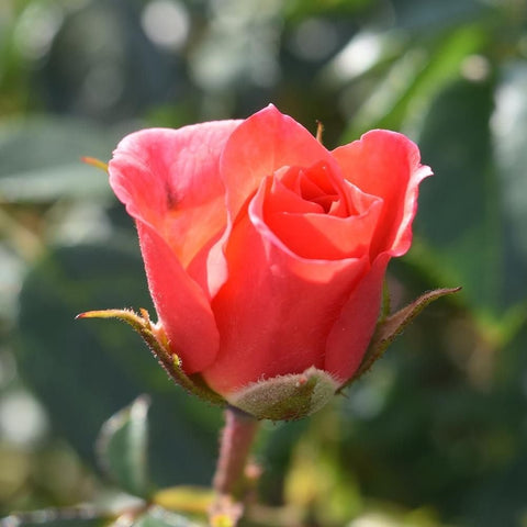 Coral-pink rose bud and bloom with textured petals on a green stem