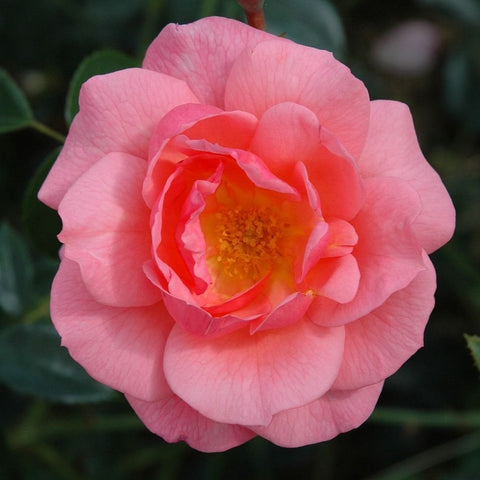 Soft pink rose bloom with a bright yellow-orange center and layered petals
