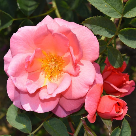 Light pink rose bloom with yellow-orange center, plus small red rose nearby