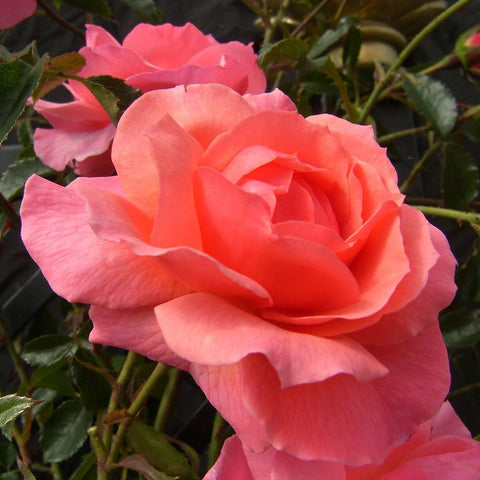 Coral-pink rose bloom with layered petals on stems and glossy green leaves