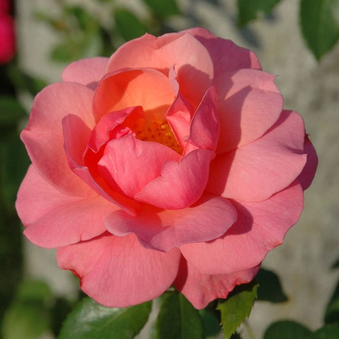 Pale pink rose bloom with layered petals and a warm yellow center