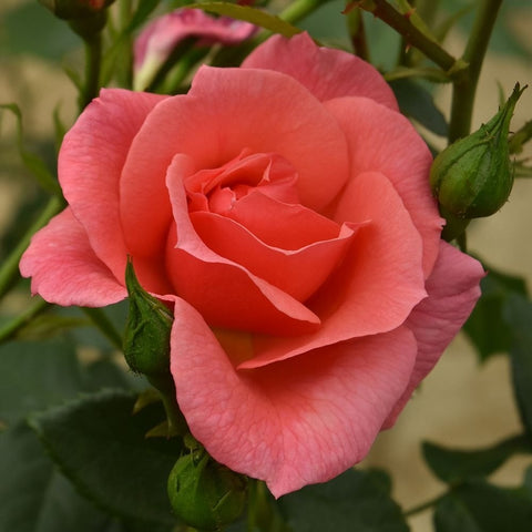 Blush pink rose bloom with layered petals and surrounding green leaves