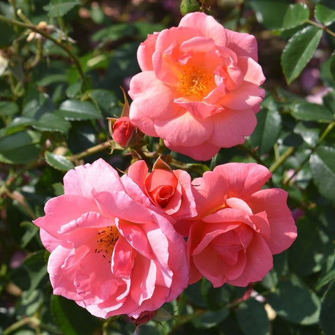 Pink rose blooms with layered petals and yellow-orange centers on green stems