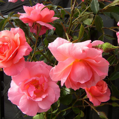 Multiple pink rose blossoms with layered petals among green leaves on stems