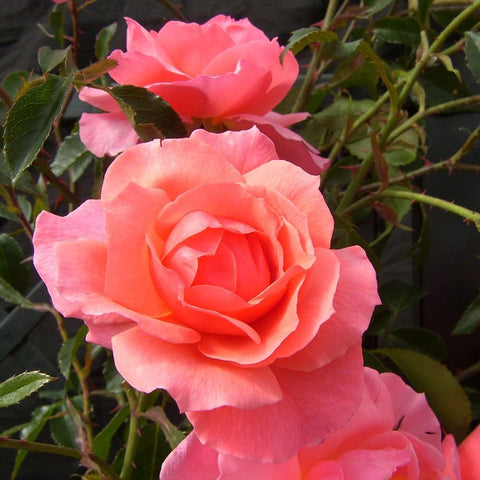 Pink rose blooms with layered petals on stems and dark green leaves
