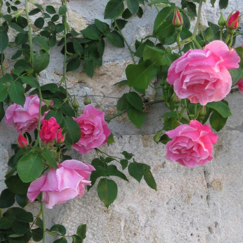Pink rose bush with multiple ruffled blooms and green leaves