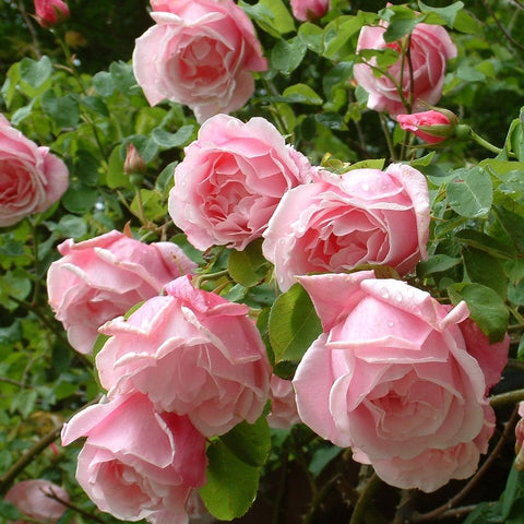 Pink rose blossoms with layered petals and green leaves on a shrub branch