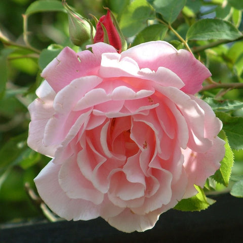 Close-up of pale pink rose bloom with ruffled petals and fresh green leaves