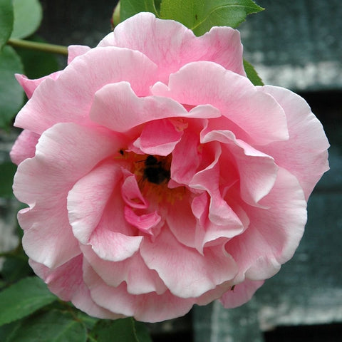 Single light pink rose flower with layered petals and a dark center