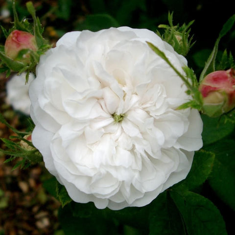 White rose bloom with layered petals on green stems, with nearby buds