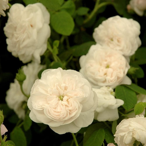 Cluster of pale white double rose blooms with green leaves and buds