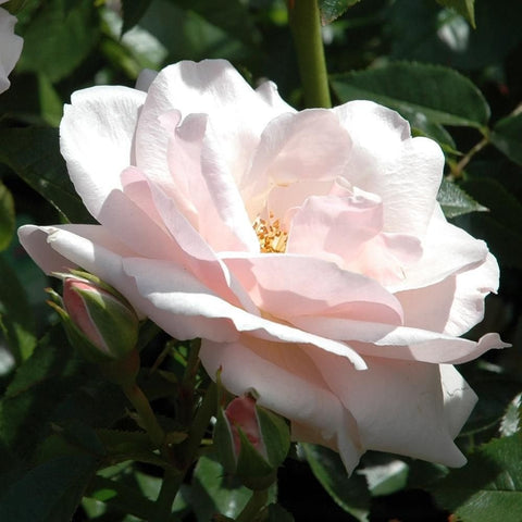 White rose with light pink stripes, layered petals, gold center, green foliage