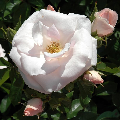 White rose bloom with pale pink blush and golden center, surrounded by buds