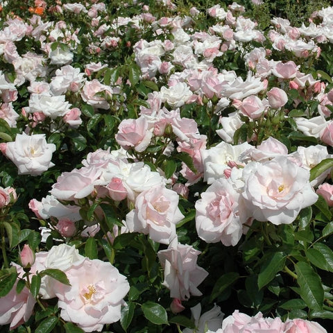 Cluster of white and pale pink rose flowers with green leaves