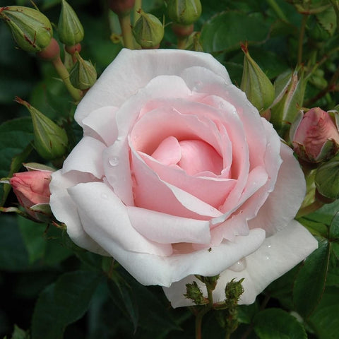 White and pink rose bloom with layered petals and green leaves, close-up