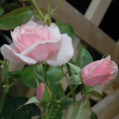 Pink-and-white rose blooms with green leaves and unopened buds on stems