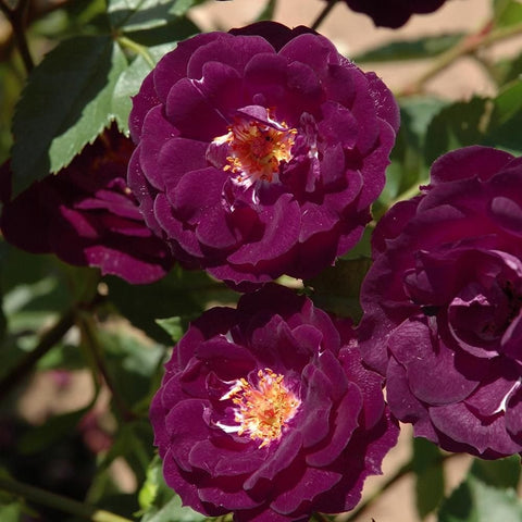 Dark purple rose blooms with yellow centers and green leaves