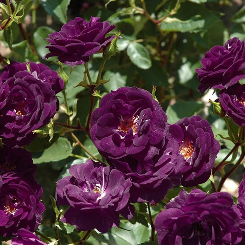 Cluster of dark purple rose flowers on leafy stems, buds visible