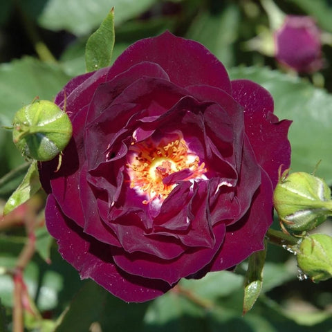 Single dark purple rose in close-up with yellow center and buds
