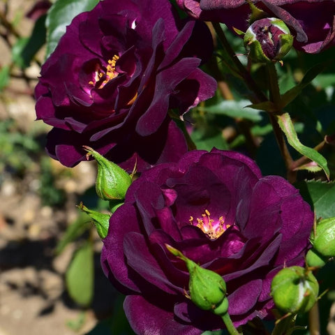 Dark purple rose flowers and unopened buds on green stems
