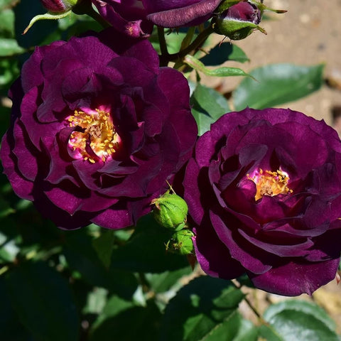 Two dark purple rose blooms with green buds and leaves
