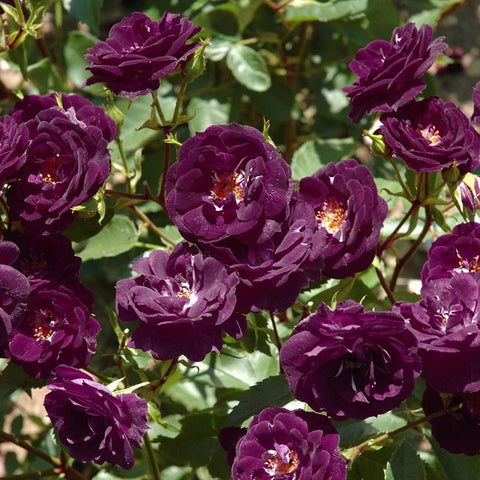 Multiple dark purple rose blooms on leafy stems with several buds