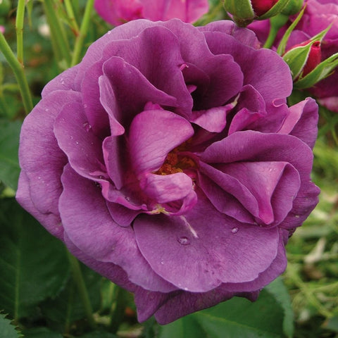 Minerva purple rose bloom with layered petals and green stem