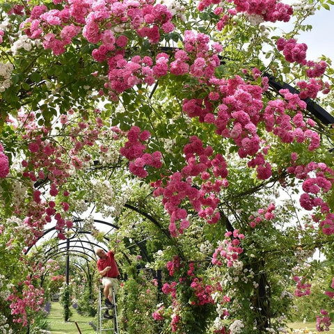 Pink rambler rose tree form with abundant double blooms and surrounding greenery