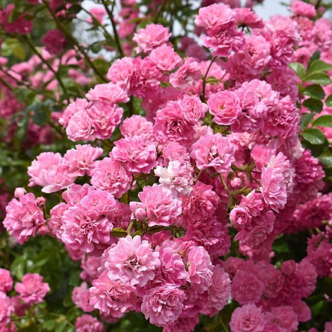 Close-up of pink rambler rose double flowers on small stems with green leaves