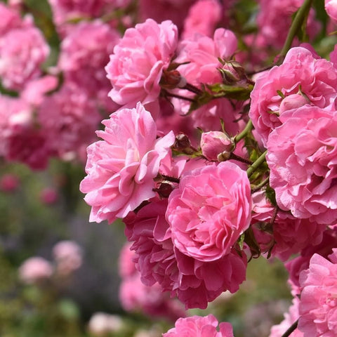Pink rambler rose blossoms on branching stems with buds and layered petals