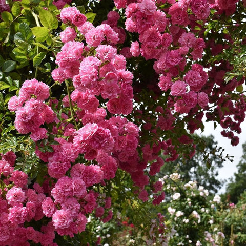 Pink rambler rose hanging clusters of double blossoms against leafy branches