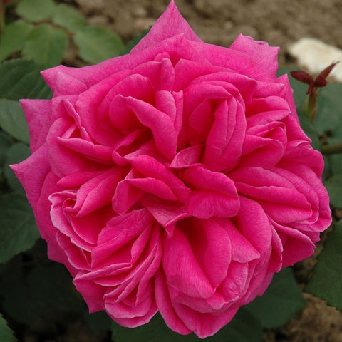 Bright pink rose bloom with curled ruffled petals and surrounding green leaves
