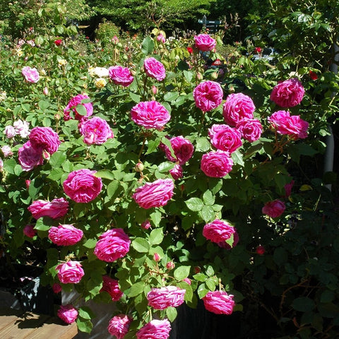 Cluster of hot pink roses with green foliage growing in a garden