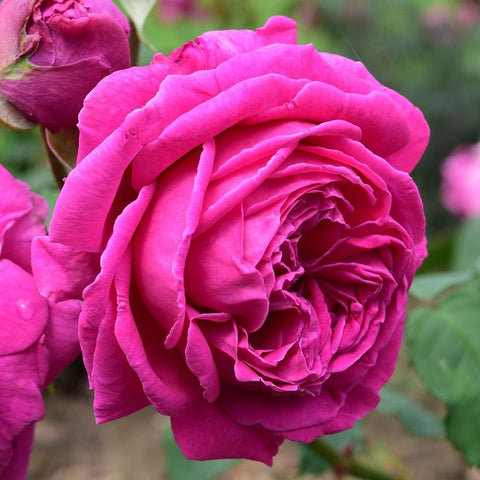 Vivid pink rose flower with layered ruffled petals and a rose bud on stem