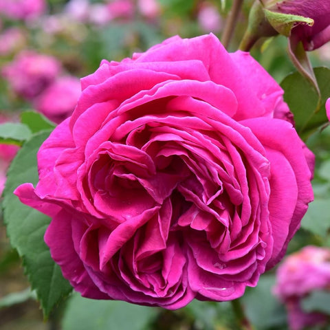 Close-up pink rose flower with tightly layered petals and green leaves