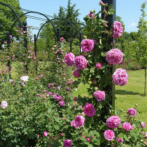 Hot pink rose blooms on tall stems with green leaves in a garden