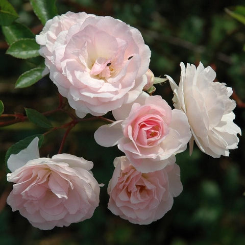 Light pink and white double rose blossoms with green leaves on a bare rose stem