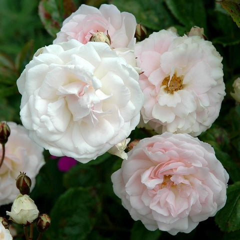Cluster of white and pale pink double roses with green buds and leaves
