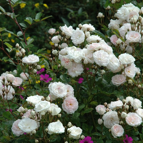 Garden rose bush with white and pale pink double blossoms and green foliage