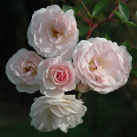 Five pale pink and white double rose blooms on a leafy rose stem