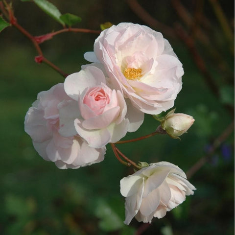 White and pale pink double roses with buds on green stems