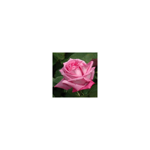 Pink rose bloom with green leaves on the stem