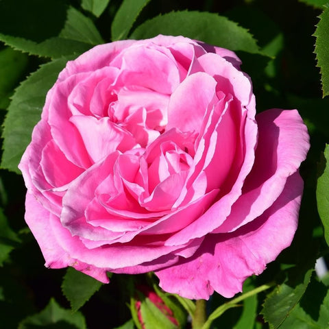 Close-up of layered pink rose petals with green foliage