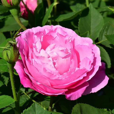 Pink rose flower head on green stems with leaves