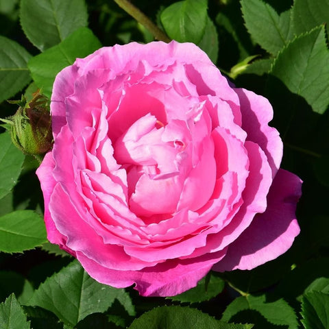 Vivid pink rose bloom surrounded by green leaves