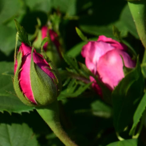 Pink rose buds and a partial bloom with green leaves