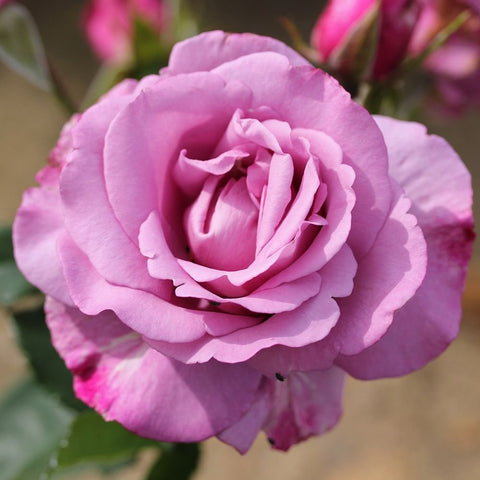 Close-up pink rose bloom with layered petals and green foliage